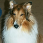 Buddy