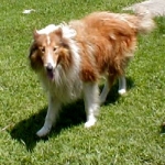 Casey