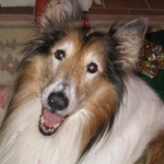 Daisy