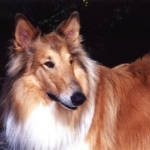 Jake