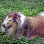 Martin