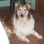 Sable
