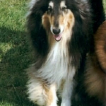 Winston