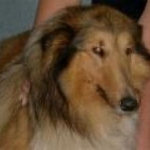 Dixie