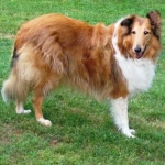 Gracie
