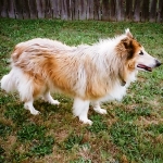 Grady
