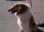 Sable