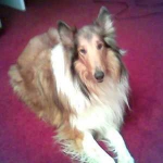 Shep
