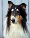 Simon