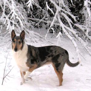 Collie in the snow