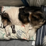 Adoptable Collies « Collie Rescue of the Carolinas